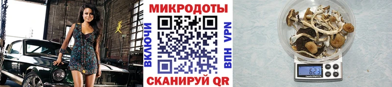 Псилоцибиновые грибы Psilocybe Тимашёвск